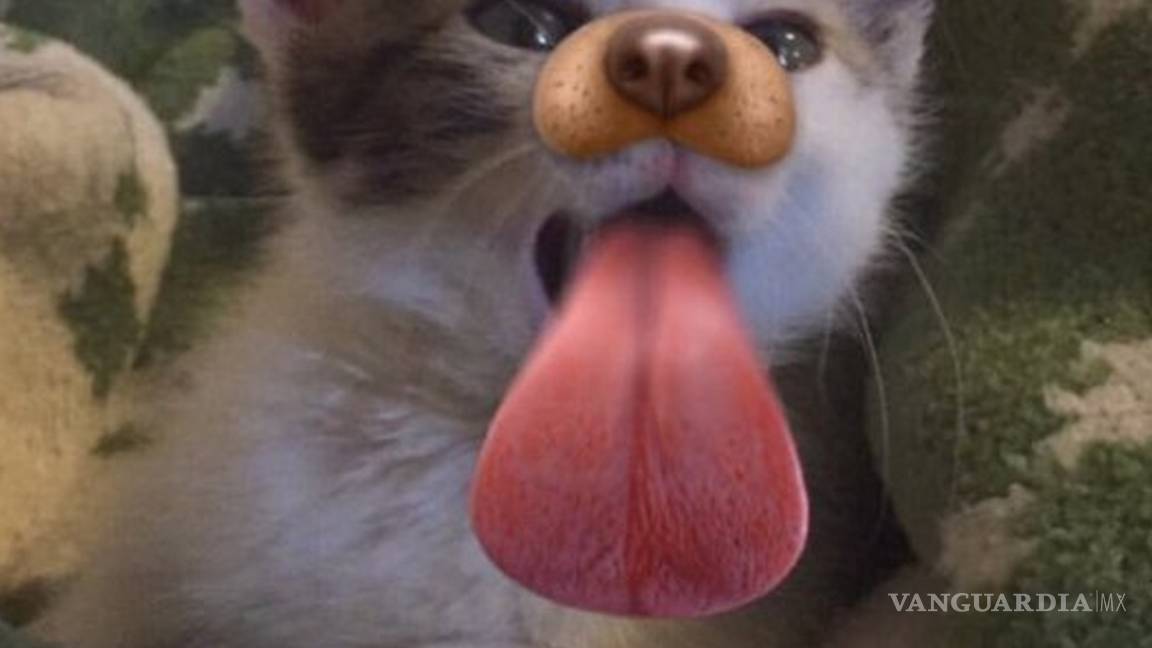 ¡Para todos los perrhijos! Snapchat lanza filtros para las mascotas