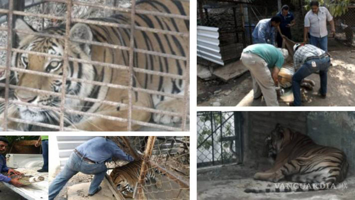 Profepa rescata a tigre y cocodrilo abandonados en Acapulco