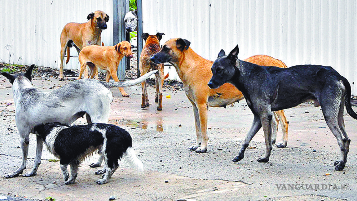 Defensores de animales intentan frenar la sobrepoblación canina; sin dueño 35 mil perros