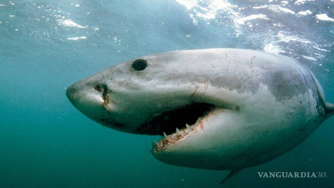 Mercado negro amenaza al gran tiburón blanco
