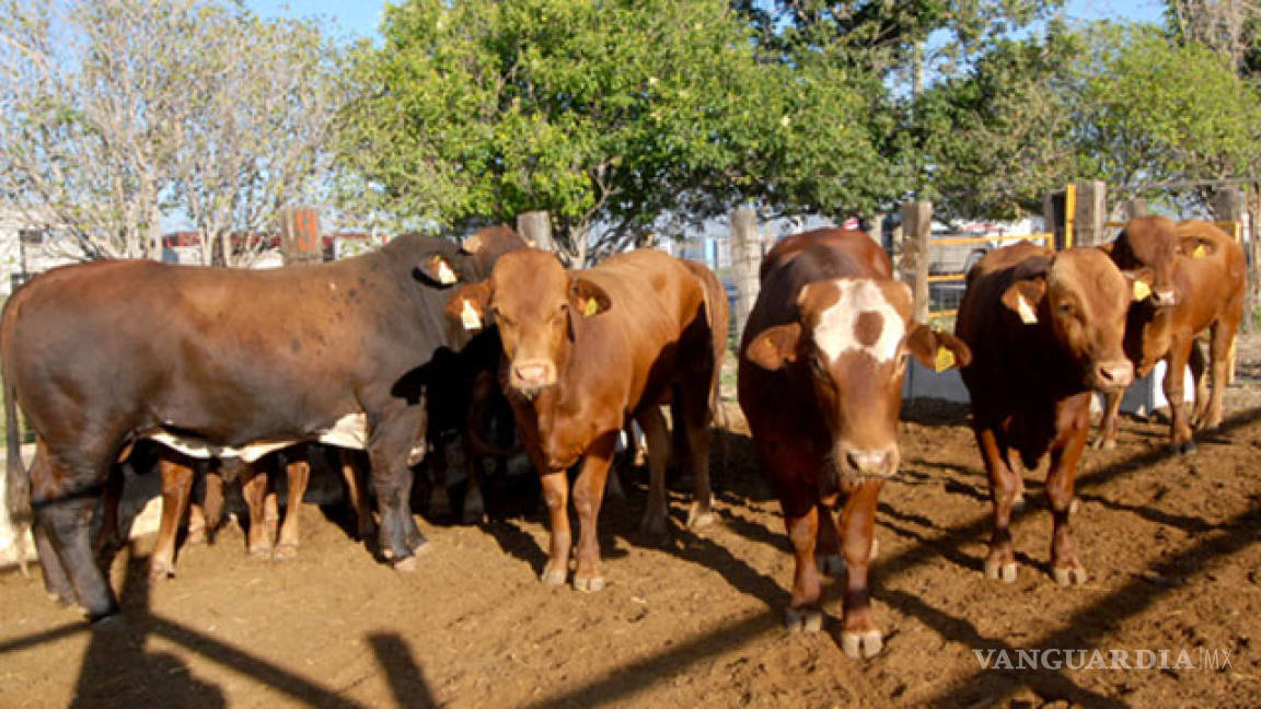 Suspenden entrega de sementales bovinos en Ocampo