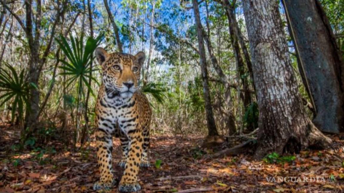 El jaguar encabeza la lista de las ocho especies que son amenazadas y afectadas por el Tren Maya, obra de la 4T