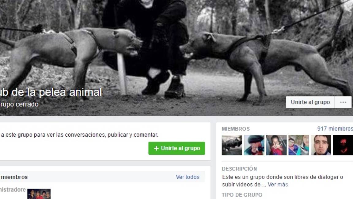 Promueven peleas de animales en Facebook en Saltillo, los denuncian