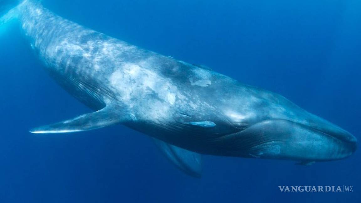 ‘La ballena azul’, juego virtual que mantiene alerta a Ciberpolicía