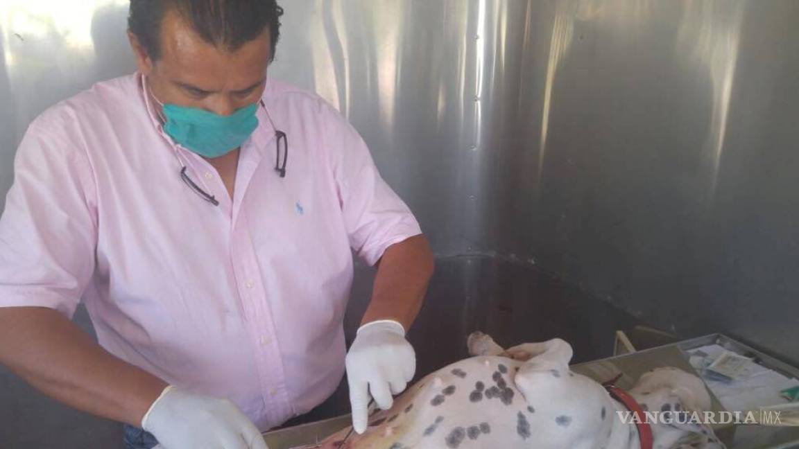 Implementan campaña de esterilización de mascotas en Monclova