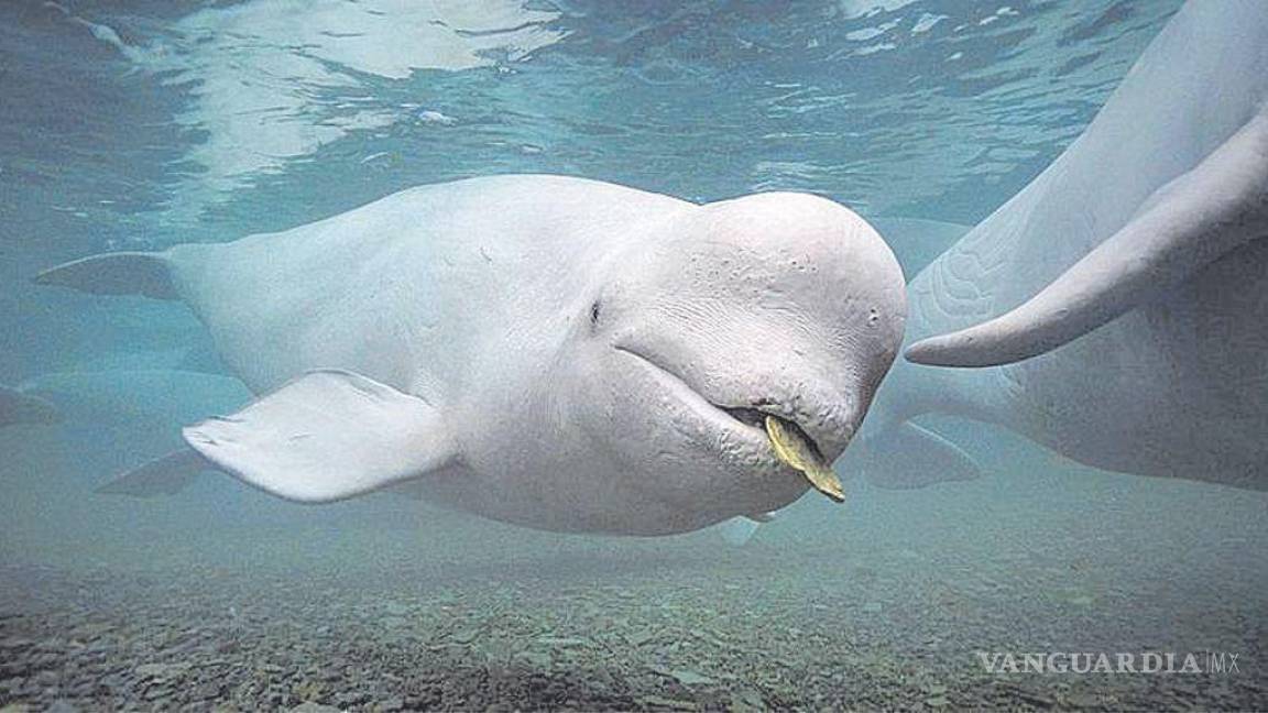 Muere ballena beluga atrapada en el río Sena de Francia