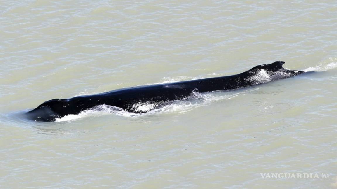 Australianos quieren sacar a una ballena jorobada perdida el Río Aligátor Oriental infestado de cocodrilos