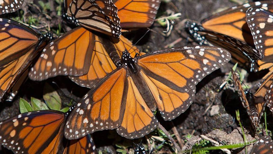 Tamaulipas ya cuenta con jardín polinizador para la preservación de mariposa monarca