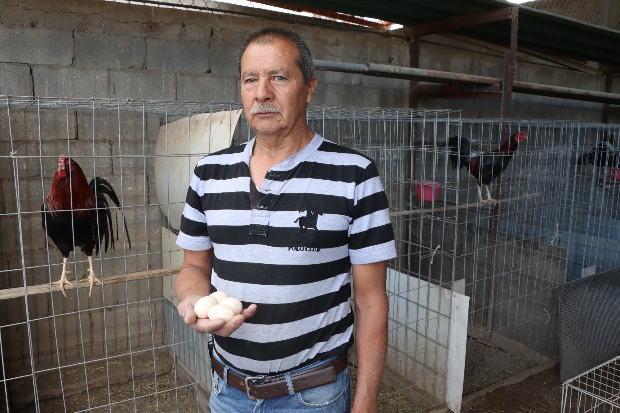 $!Para Juan Ricardo Ramírez Alonso, los beneficios de criar gallinas ponedoras representan un ahorro importante.