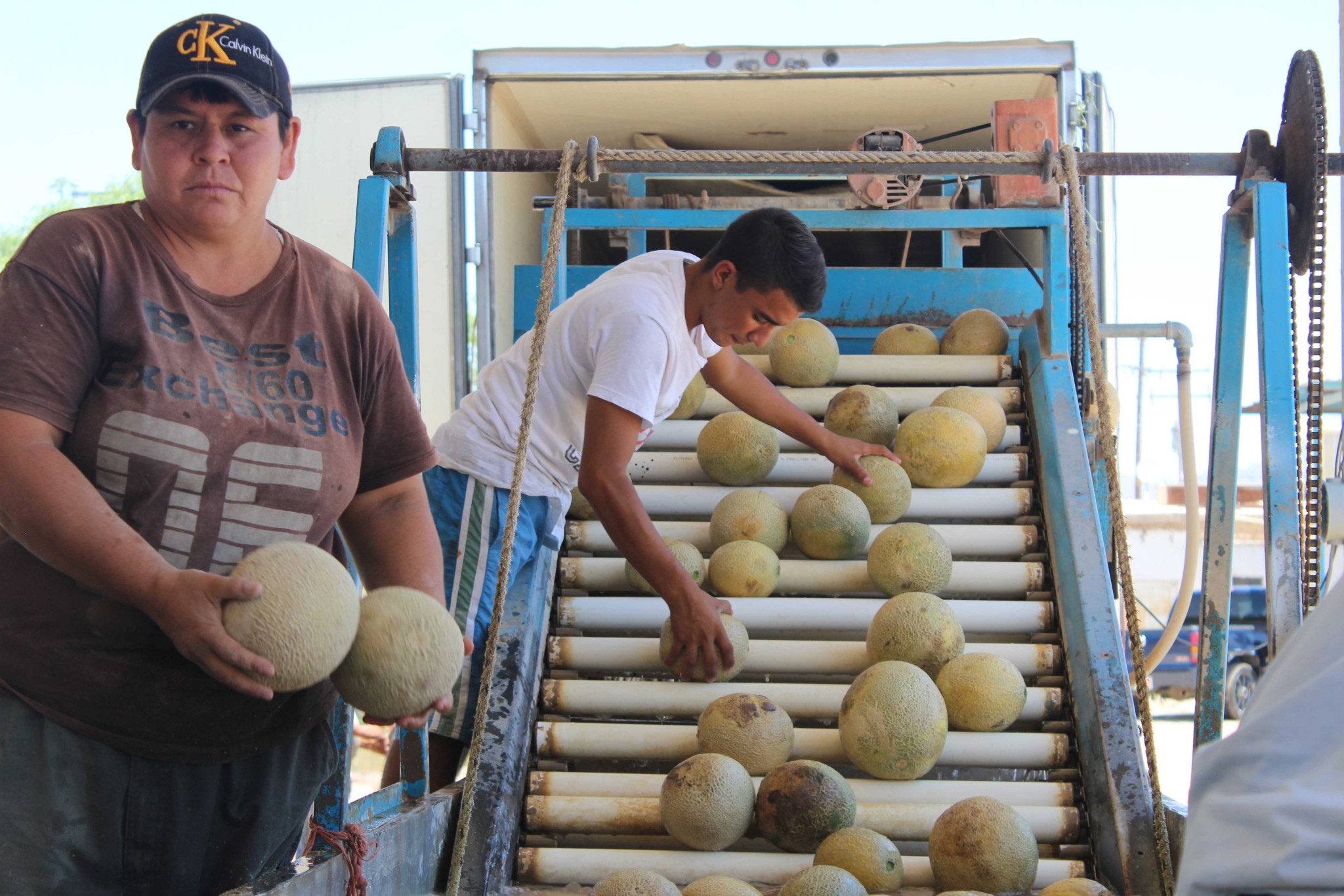 $!¿Qué hay detrás del melón más sabroso de México?