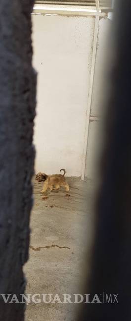 $!¡Secuestran a perros en Frontera y piden rescate de 5 mil pesos!