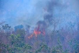 Continúan los incendios en el Parque Nacional El Veladero de Acapulco, en donde autoridades confirmaron que alrededor de 300 hectáreas de vegetación han sido consumidas por el fuego. El incendio lleva ya 5 días en donde varias dependencias participan para intentar sofocar las llamas.