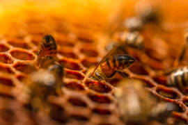 Nutrir abejas, plan para producir miel