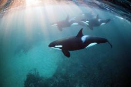 Center for Biological Diversity demanda al Gobierno de Trump por no proteger hábitat de las orcas