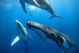 Un buceador desciende entre tres ballenas jorobadas juveniles.. Un equipo de investigadores descubrió mecanismo fisiológico del canto con el que las ballenas barbadas se comunican bajo el agua.