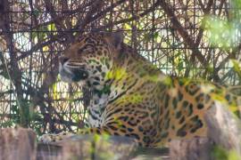 Jaguar perdió la vida por beber agua con altos contaminantes en Zoológico de Morelia; reportan otros siete animales enfermos.