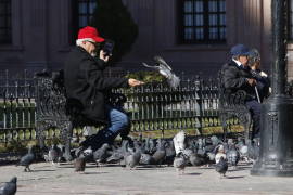 Aplican estrategias fallidas en Saltillo para ahuyentar palomas del Centro Histórico
