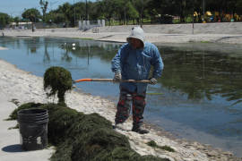 Hasta 1.5 toneladas de alga sacan a diario del Río Monclova