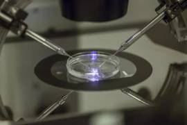 Un embriólogo trabaja en una placa de Petri en la clínica de fertilidad Create Health en el sur de Londres.