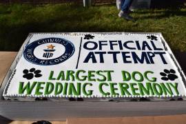 En central Park en Nueva York se llevan a cabo bodas colectivas de perros, donde ellos aparecen ataviados con pajarita y esmoquin y ellas con vestidos caninos de novia.
