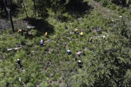 Pobladores locales plantan pinos en un área deforestada recientemente, en el pueblo de San Miguel Topilejo, al sur de la Ciudad de México. La tala ilegal es especialmente aguda en este pueblo.