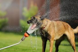 Se recomienda que en la temporada de calor, se extreme el cuidado de las mascotas.