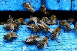 Muerte masiva de abejas pone a Rusia en alerta