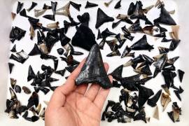 Diente de antepasado de Megalodón y otros dientes de tiburón recolectados del lecho marino cerca de las Islas Cocos, Keeling.