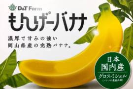 Crean agricultores japoneses un nuevo tipo de plátano con una cáscara comestible