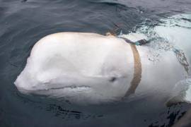 Una ballena beluga sospechosa de ser una espía entrenada por la armada rusa apareció frente a las costas de Suecia este fin de semana.