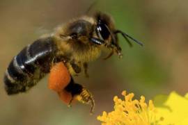 Guanajuato contará con una ley única en México para el cuidado de la abejas; matar a una costaría 8 mil pesos