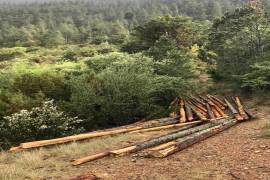 Sin respuesta a denuncia de colectivo por tala ilegal
