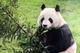 El gigante asiático ahora presta pandas gigantes por periodos de 10 a 15 años, con la idea de apoyar la conservación de los osos en ese país