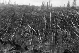 La mañana del 30 de junio de 1908, una devastadora explosión conocida como el evento de Tunguska cimbró Siberia con la fuerza de 300 bombas atómicas.