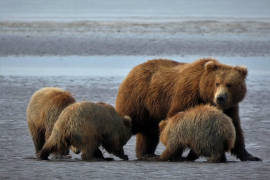 Donald Trump, permitirá la caza dentro de las reservas naturales en Alaska