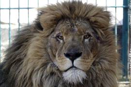 Un león llamado Simba dentro de un recinto en un zoológico de Radauti, en Rumania. El león fue rescatado de Ucrania en medio de la guerra que azota a la nación.