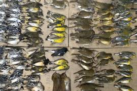 Esta foto proporcionada por Melissa Breyer muestra gran cantidad de aves muertas que fueron recolectadas en las inmediaciones del World Trade Center de Nueva York. Cientos de aves que cruzaban la ciudad esta semana murieron después de chocar contra los edificios. AP/Melissa Breyer