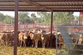 Las 50 toneladas de alimento ayudarán a evitar la muerte de ganado de la zona rural de Saltillo.