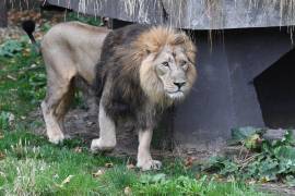 Un león pasea en el zoo de Londres. Los machos lucen una gran melena, cuya tonalidad varía del marrón claro al negro.