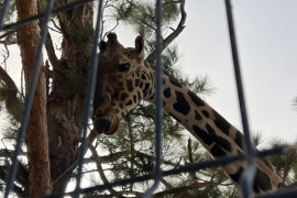 La confusión sobre el traslado de Benito surgió luego de que el director del parque Africam Safari publicara un video en el que aseguró que el recinto de Puebla estaba listo para recibir a la jirafa