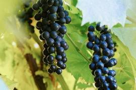 Ubicada en Arteaga, la vinícola destacó que en dicha región se genera una producción de vinos de calidad.