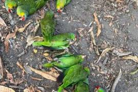Aves de distintas especies yacen en los suelos en distintas zonas de la Huasteca Potosina. Se presume que sufrieron deshidratación y golpes de calor tras las altas temperaturas registradas.