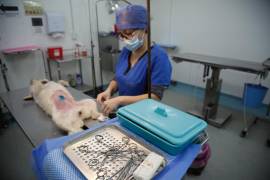 Durante una semana se realizaron 88 cirugías en perros y gatos; cada vez se consolida más el cuidado animal.