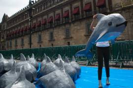 México pone fin a la zona libre de pesca alrededor de las vaquitas marinas