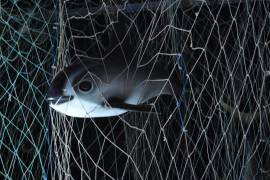 Muere vaquita marina en red de pesca en Baja California (VIDEO)