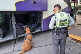 Gracias a un binomio canino fue detectada la droga en uno de los autobuses de la Central de Torreón.
