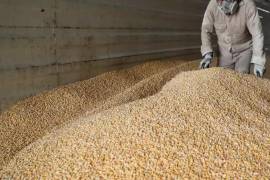 Para este año, México importará entre 21 y 22 millones de toneladas de maíz y está en posibilidad de desplazar a China como el mayor comprador mundial del grano