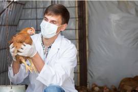 Aves. 550 granjas de la entidad se vieron afectadas por un brote de influenza aviar.