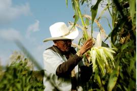 Ante un escenario de sequía y menos tierra disponible para sembrar, la utilización de fertilizantes es la principal herramienta para aumentar la productividad de los cultivos, destacó Rodríguez