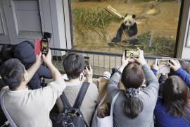 Visitantes toman fotos a la panda gigante Xiang Xiang en su hábitat en el zoológico de Ueno, en Tokio.